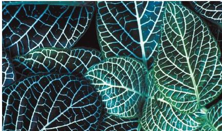 پوست ماری , برگ نعنایی , Mosaic Plant , Nerve Plant , فتونیا,گیاه موزاییک 